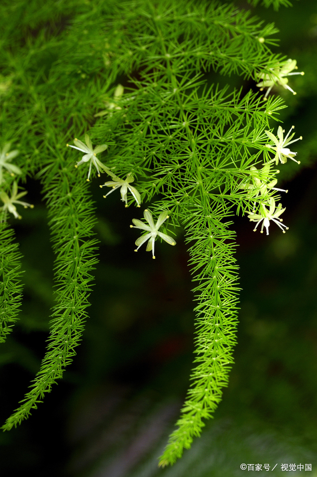 五绝——文竹开花